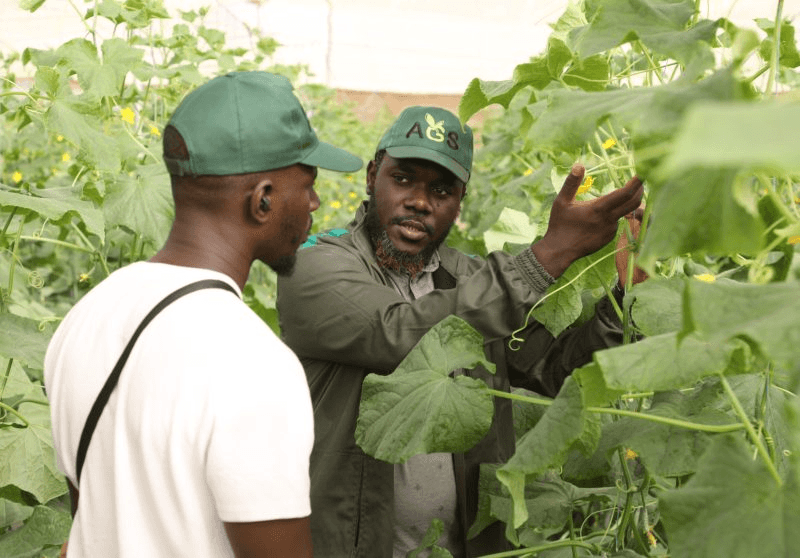 Formation pour débutant en culture sous serre