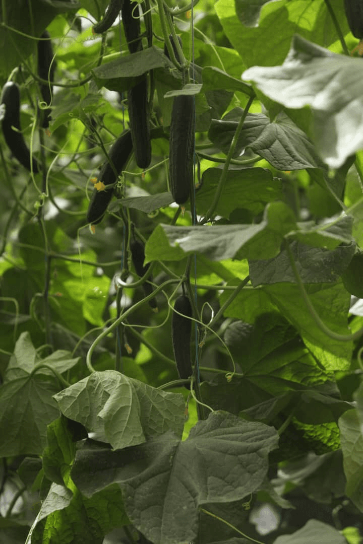 Formation en serre agricole