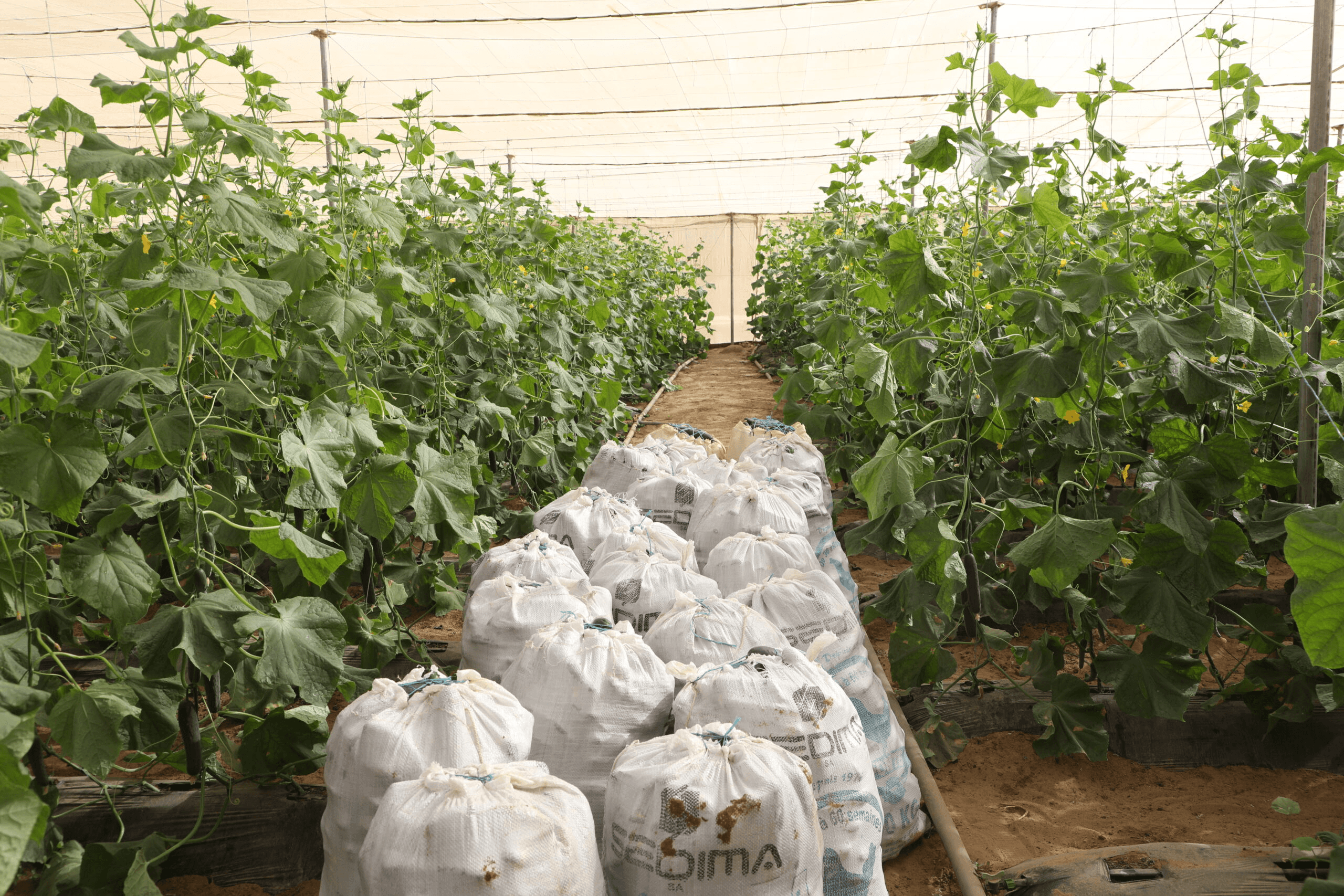 AGROPASTORAL GLOBALE FARMS - Image 2