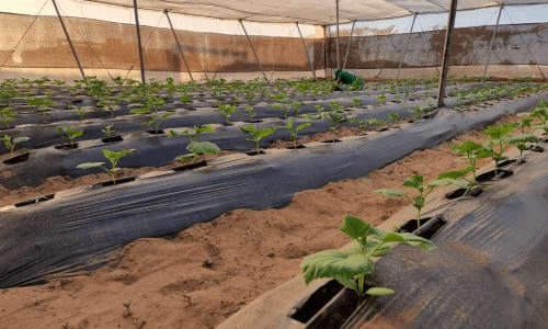 AGROPASTORAL GLOBALE FARMS - Image 10