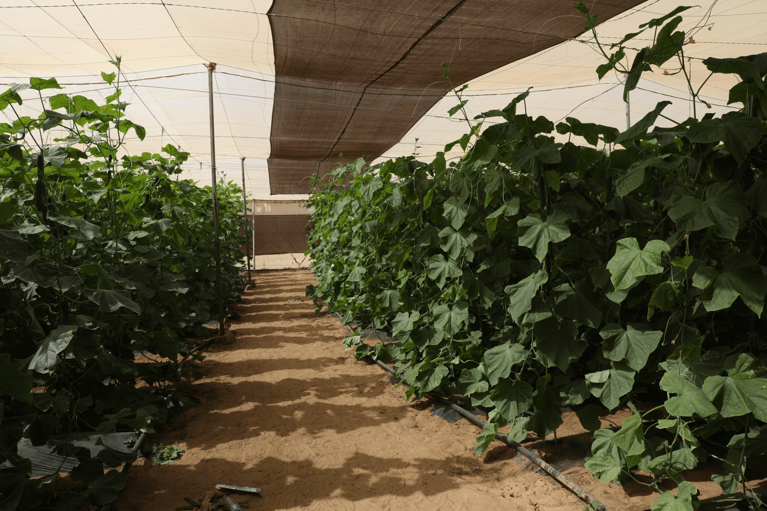 AGROPASTORAL GLOBALE FARMS - Image 4