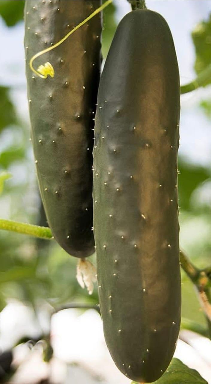 AGROPASTORAL GLOBALE FARMS - Image 4